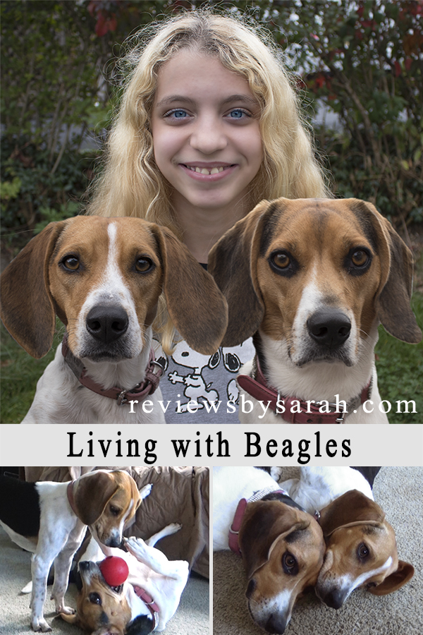 What It Is Like Living With Two Beagles