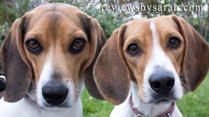 Top 5 Reasons to Love a Beagle or Two Beagles