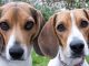 Top 5 Reasons to Love a Beagle or Two Beagles